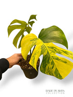 Monstera Aurea (Marmorata)
