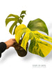 Monstera Aurea (Marmorata)