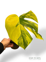Monstera Aurea (Marmorata)