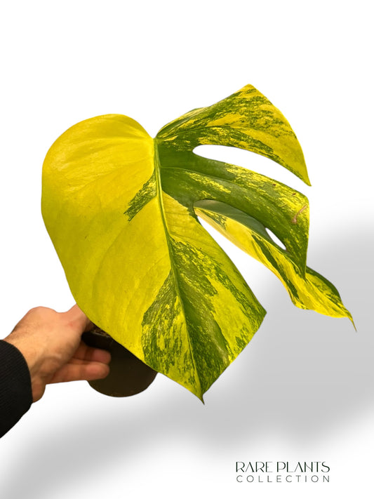 Monstera Aurea (Marmorata)