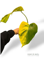 Monstera Aurea (Marmorata)