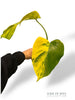 Monstera Aurea (Marmorata)