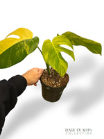 Monstera Aurea (Marmorata)