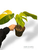 Monstera Aurea (Marmorata)