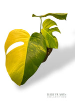 Monstera Aurea (Marmorata)