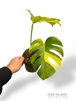 Monstera Aurea (Marmorata)