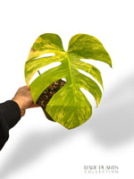 Monstera Aurea (Marmorata)