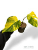 Monstera Aurea (Marmorata)