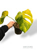 Monstera Aurea (Marmorata)