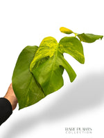 Monstera Aurea (Marmorata)