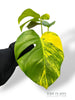 Monstera Aurea (Marmorata)
