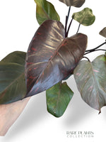 Philodendron Orange Princess