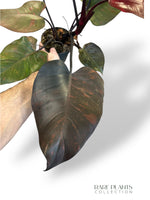 Philodendron Orange Princess