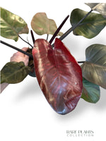 Philodendron Orange Princess