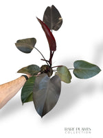 Philodendron Orange Princess