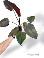 Philodendron Orange Princess