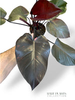 Philodendron Orange Princess