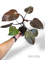 Philodendron Orange Princess