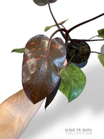 Philodendron Orange Princess