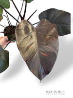 Philodendron Orange Princess