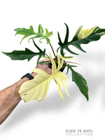 Philodendron Florida Beauty x Tortum Variegata