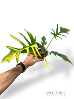 Philodendron Florida Beauty x Tortum Variegata