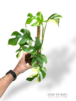 Rhaphidophora Tetrasperma Variegata - Monstera Minima Variegata