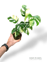 Rhaphidophora Tetrasperma Variegata - Monstera Minima Variegata
