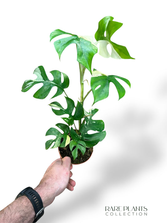 Rhaphidophora Tetrasperma Variegata - Monstera Minima Variegata