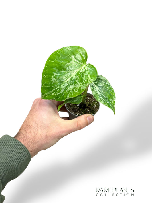 Monstera Bulbasaur Baby