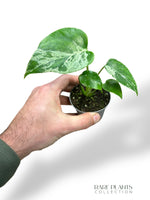 Monstera Bulbasaur Baby