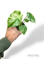 Monstera Bulbasaur Baby