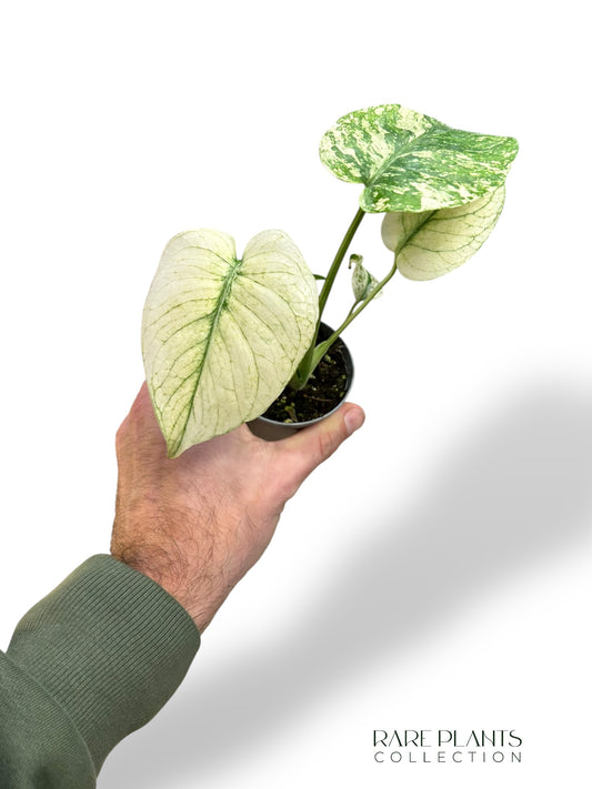 Monstera Weißes Monster Baby