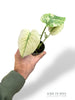 Monstera White Monster Baby