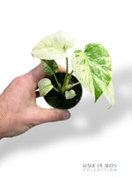 Monstera White Monster Baby