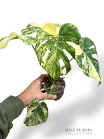 Monstera Crème Brûlée