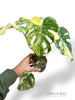 Monstera Crème Brûlée