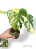 Monstera Crème Brûlée