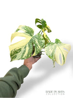 Monstera Crème Brûlée