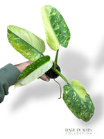 Philodendron José Buono