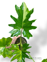 Philodendron Selloum Variegata