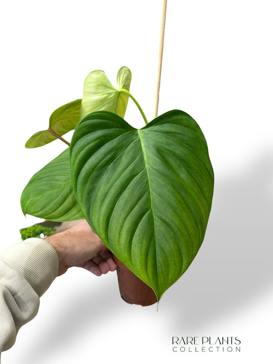 Philodendron Fuzzy Petiole