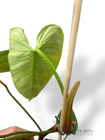 Philodendron Fuzzy Petiole