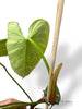 Philodendron Fuzzy Petiole