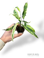 Syngonium Ngern Lai Ma Variegata