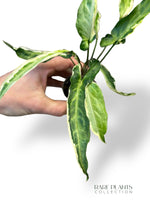 Syngonium Ngern Lai Ma Variegata