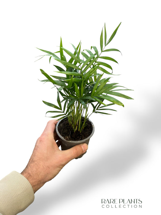 Chamaedorea Elegans (petit)