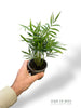 Chamaedorea Elegans (petit)