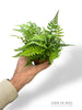 Athyrium