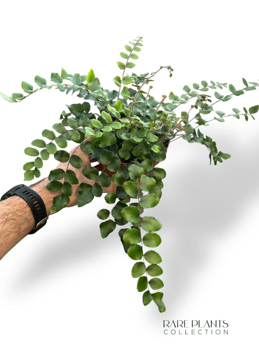 Pellaea Rotundifolia